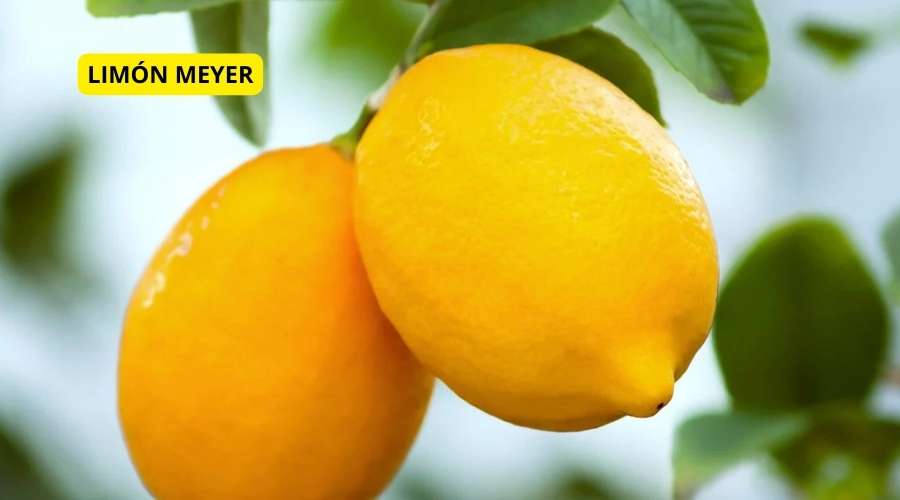 Limonero Meyer, el limón agridulce