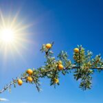 Qué Plantas Frutales son de Sol