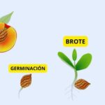 Tutorial para Germinar Semillas de Durazno