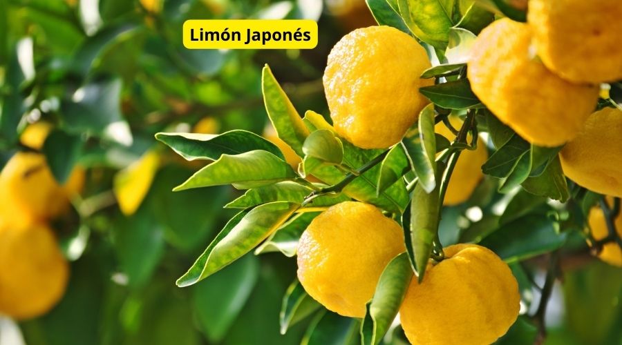 Variedades de Limón exótico Yuzu o Japonés