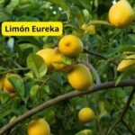 arbol de limones especie eureka